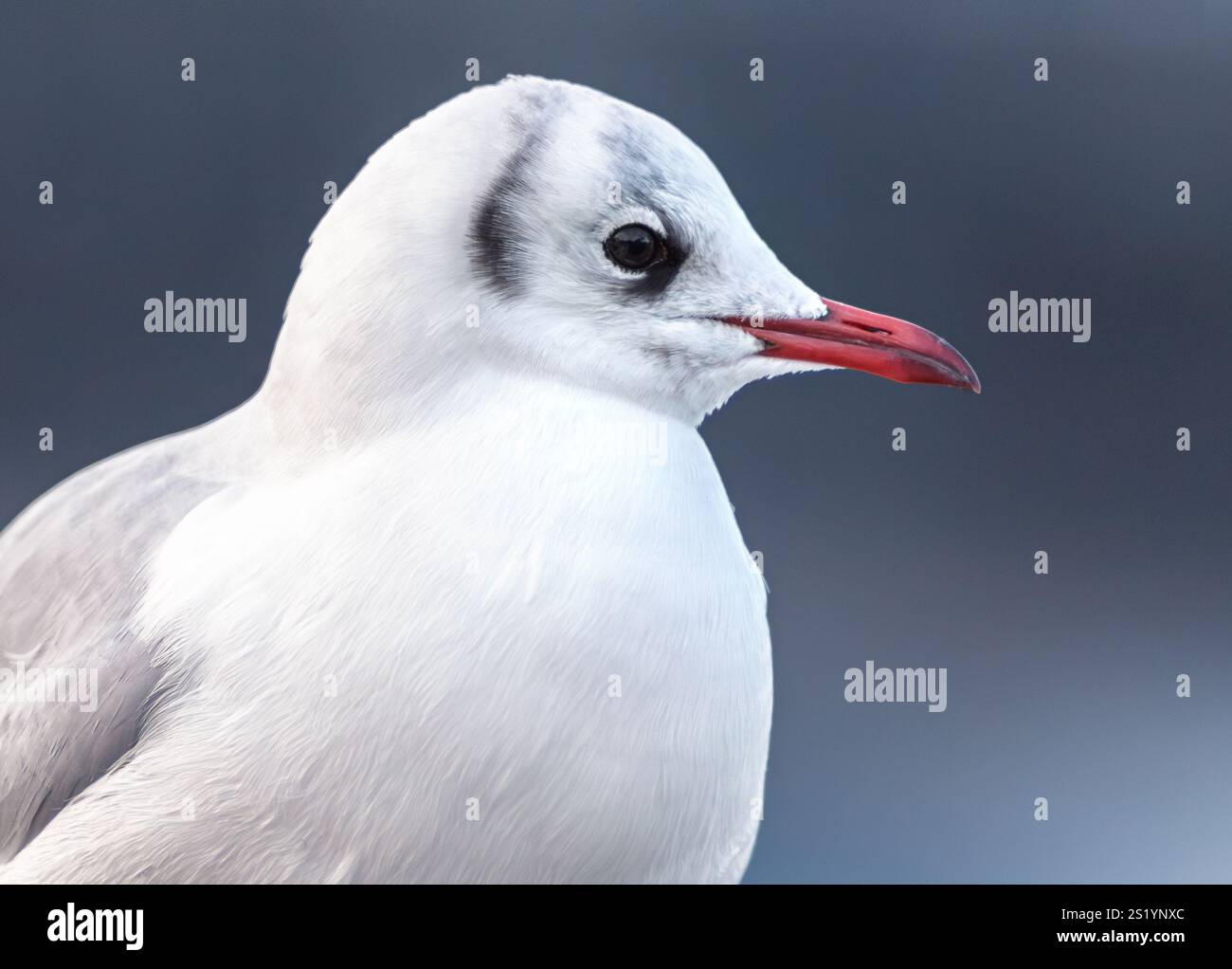 Ritratto di un gabbiano dalla testa nera con piumaggio invernale. Primo piano di una testa di gabbiano carina da un lato su sfondo grigio. Fotografia di gabbiano adulti non riproduttori Foto Stock