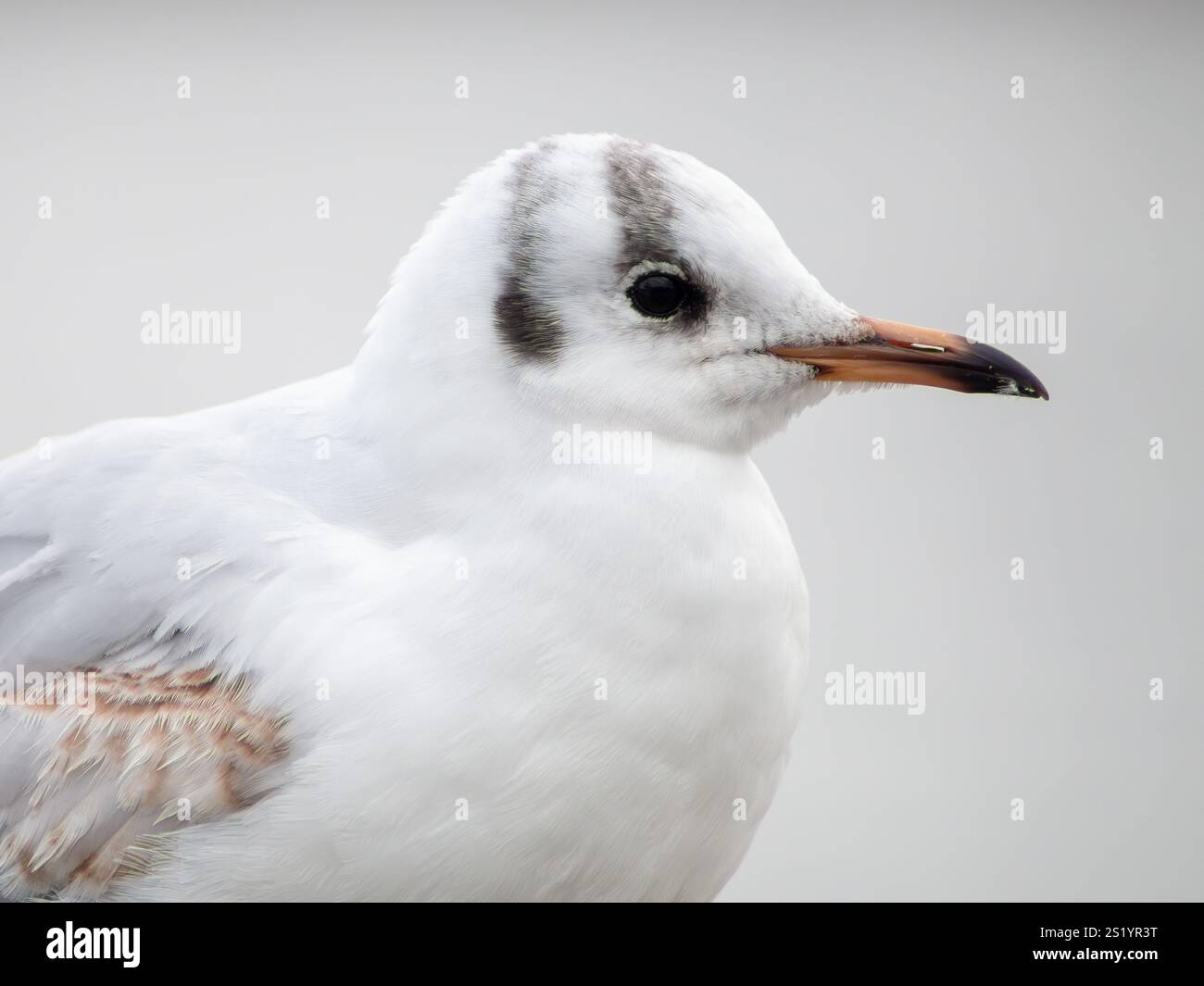 Ritratto di un gabbiano dalla testa nera con piumaggio invernale. Primo piano di una tenera testa di gabbiano laterale su uno sfondo chiaro e chiaro. Fotografia di gabbiano immaturo Foto Stock