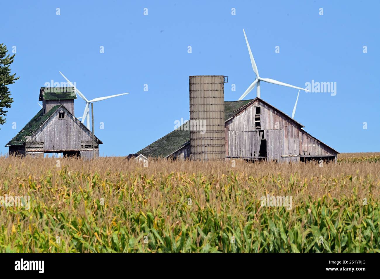 Shebbona, Illinois, Stati Uniti. Vecchi fienili infranti si trovano oltre un campo di grano maturo nell'Illinois centro-settentrionale. Foto Stock