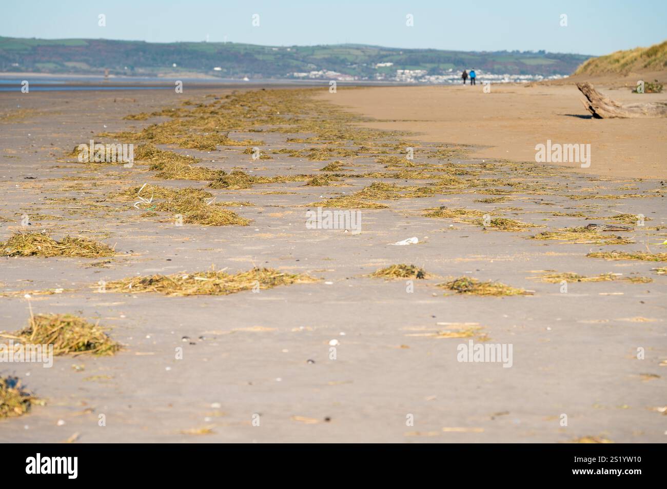 Spartina sulla Strandline, Whiteford Sands, Gower, Galles Foto Stock