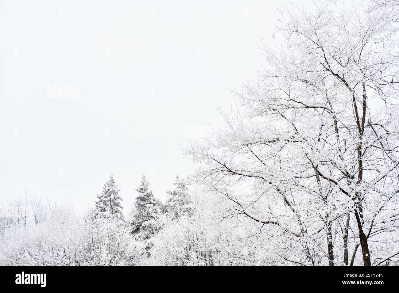 Un tranquillo paesaggio invernale caratterizzato da alberi carichi di neve contro un cielo bianco e coperto. La composizione calma e minimalista evoca sensazioni di tranquillità Foto Stock