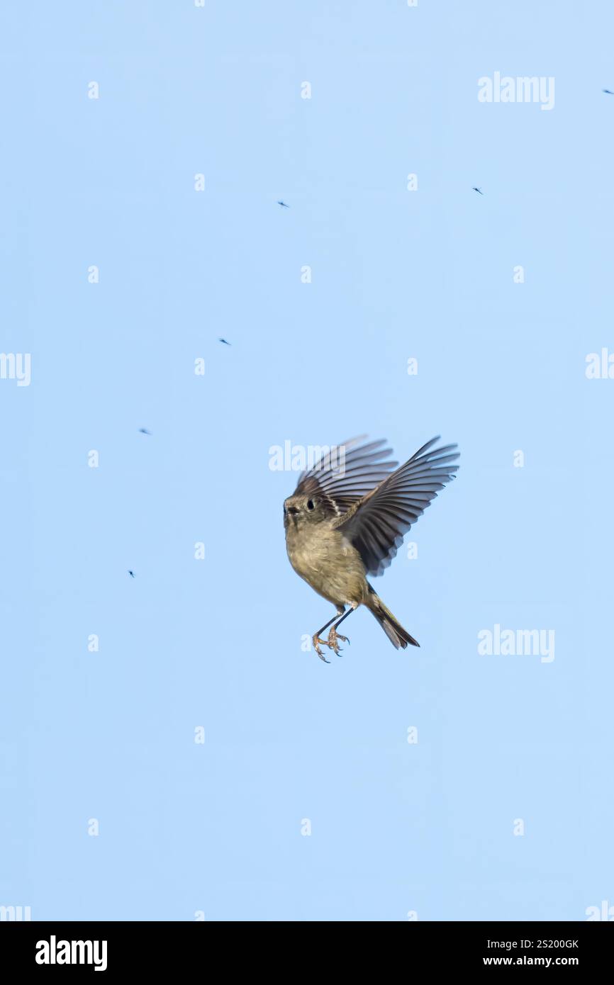 L'uccello Hungry Bluegray Gnatcatcher insegue insetti volanti nell'aria mentre si scivolano intorno. Foto Stock
