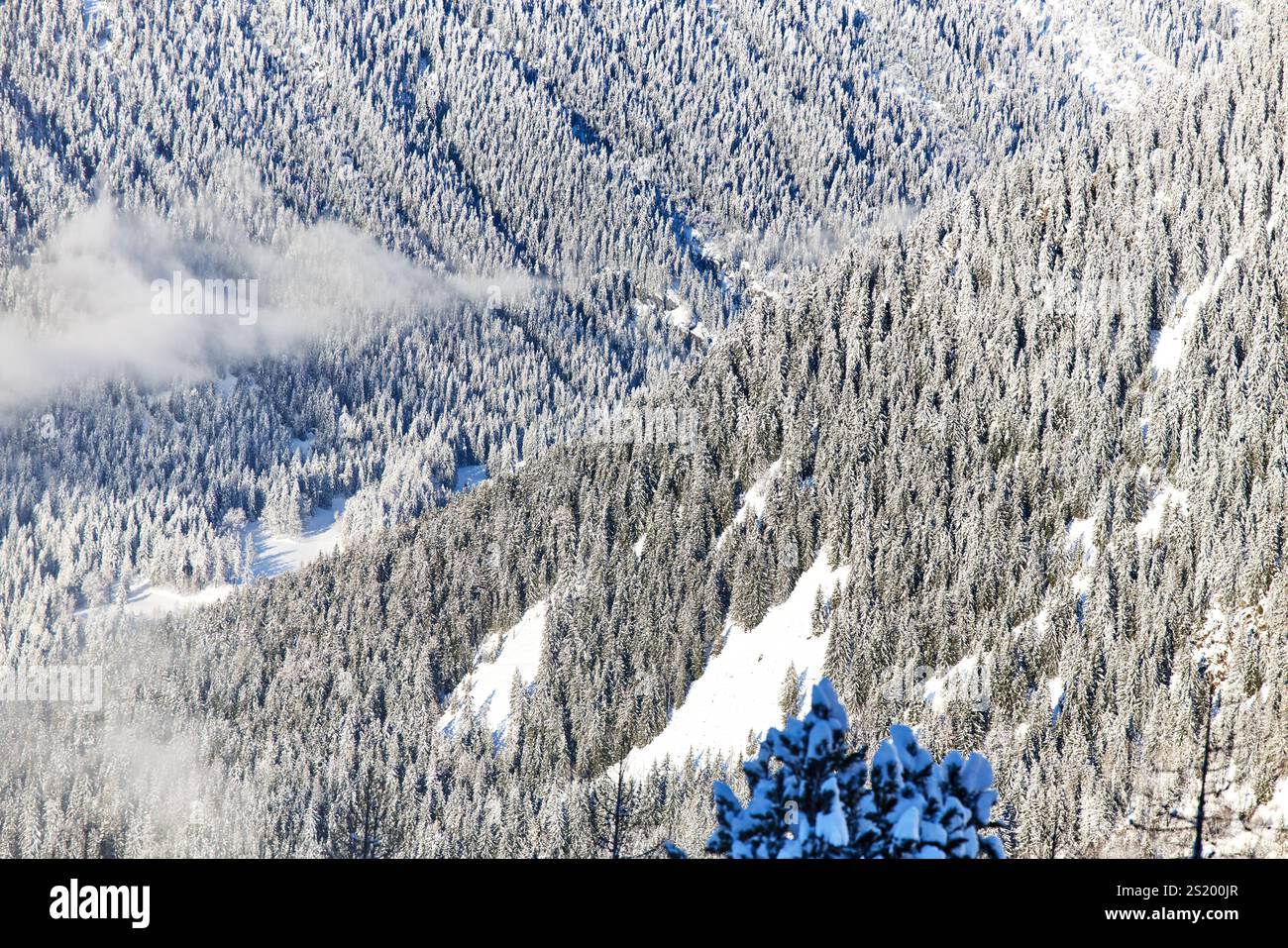 Scene invernali nella località sciistica di Chamonix-Mont-Blanc nelle Alpi francesi. alberi nella valle Foto Stock