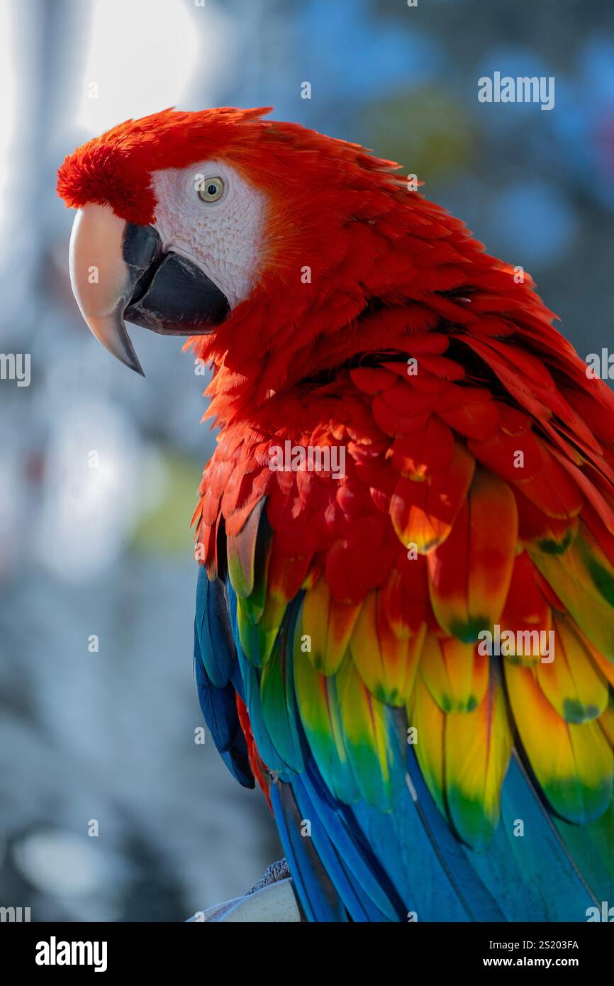 Scarlet Macaw (Ara macao) arroccato su un ramo Foto Stock