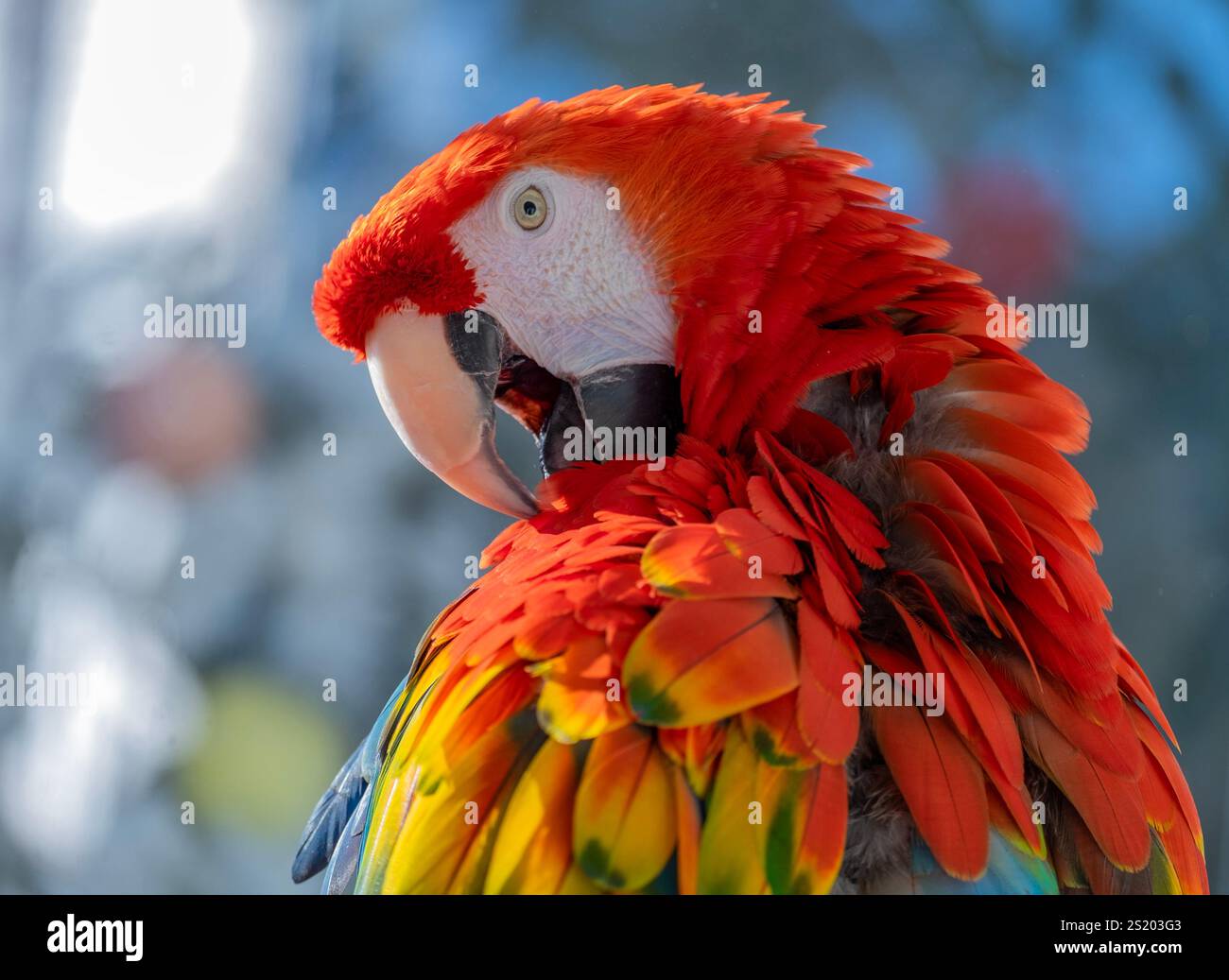 Scarlet Macaw (Ara macao) arroccato su un ramo Foto Stock