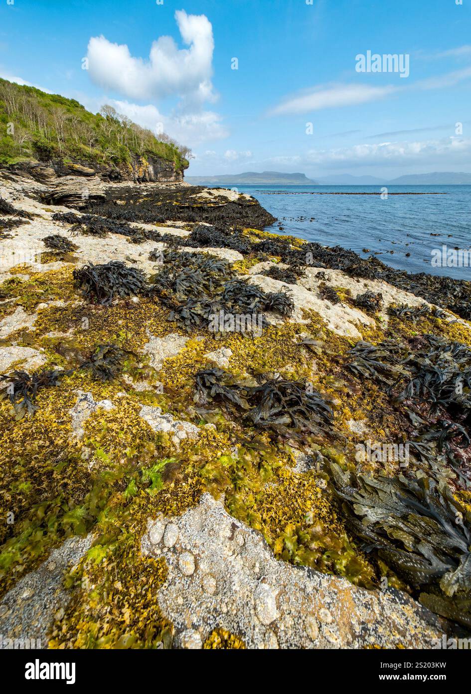 Colorata miscela di alghe marine su rocce incrostate di barnacle sulle rive di Lock Slapin a Glasnakille vicino a Elgol, Isola di Skye, Scozia, Regno Unito Foto Stock