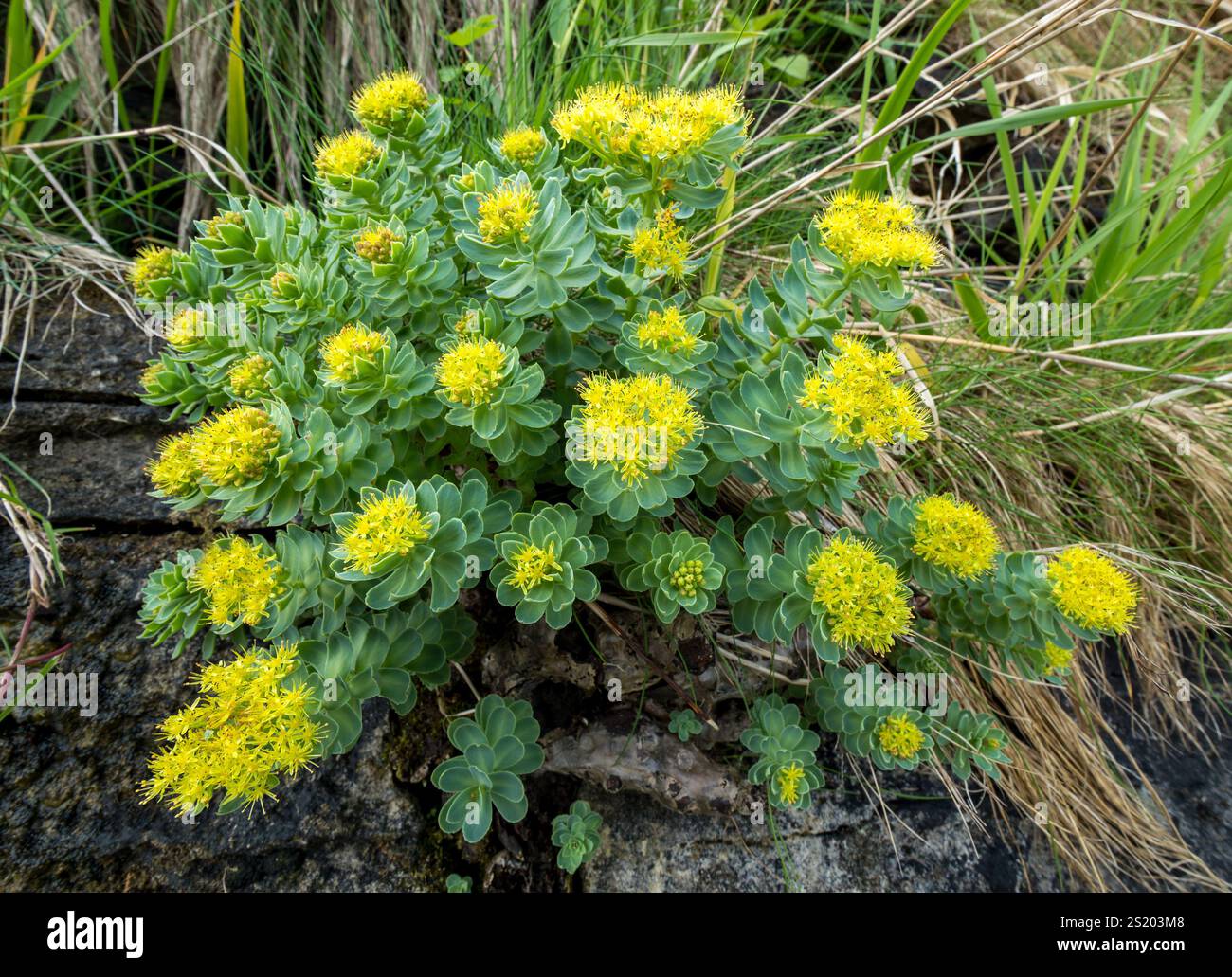 Fiore giallo Roseroot (rosea di Rhodiola) pianta che cresce su scogliera rocciosa, Scozia, Regno Unito Foto Stock