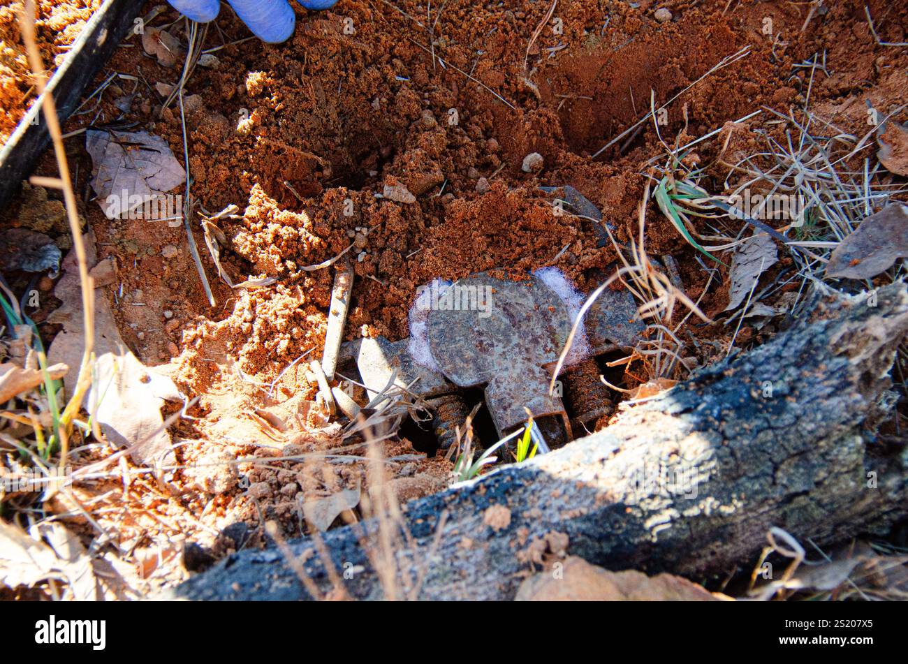 Gestione della fauna selvatica per il controllo dei predatori. Strumenti di caccia per intrappolare coyote e fauna selvatica. Trapper che prepara una trappola nel terreno. Foto Stock