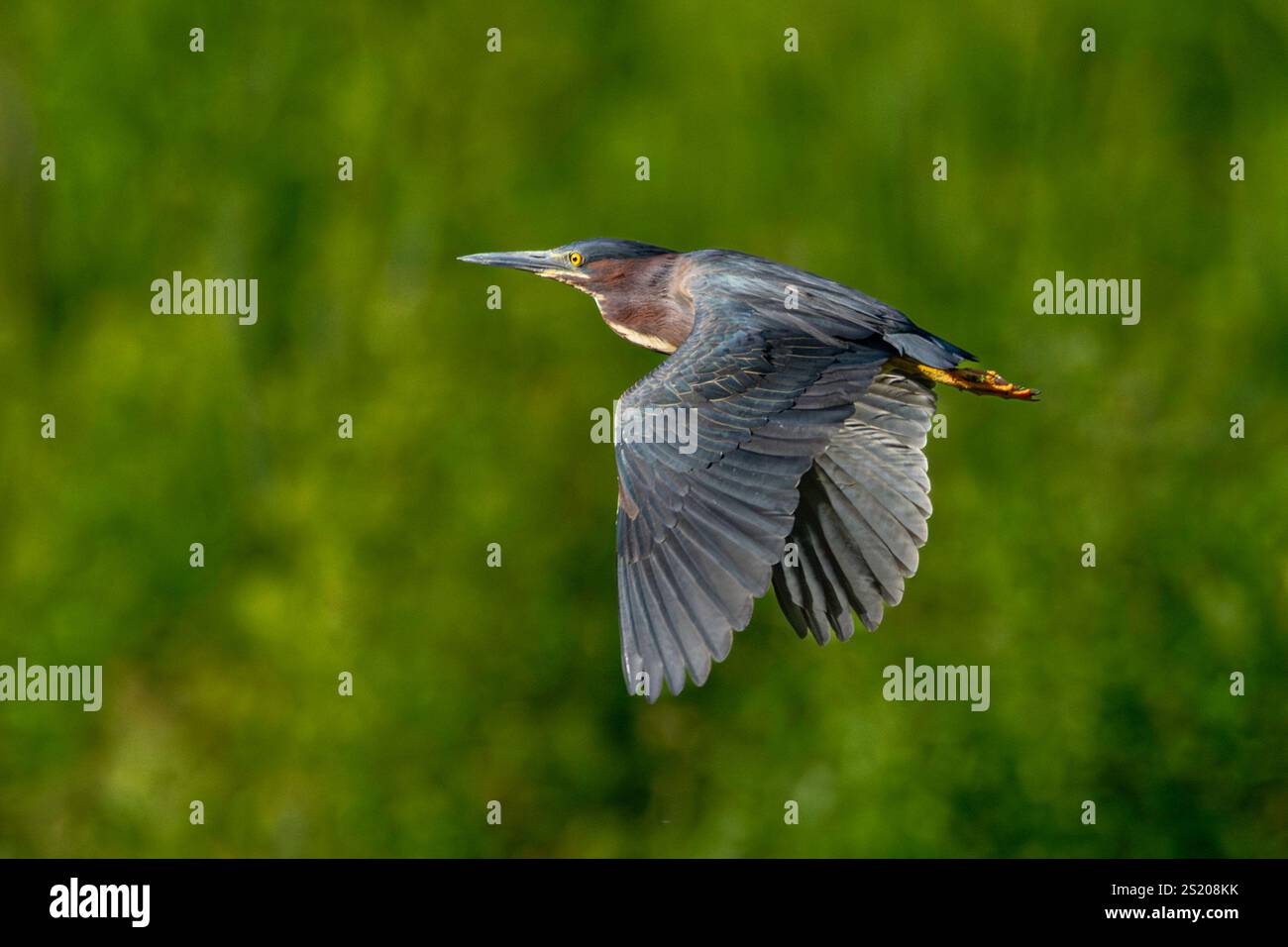 Un airone verde migrante, Butorides virescens, vola attraverso una zona umida vicino a Culver, Indiana Foto Stock