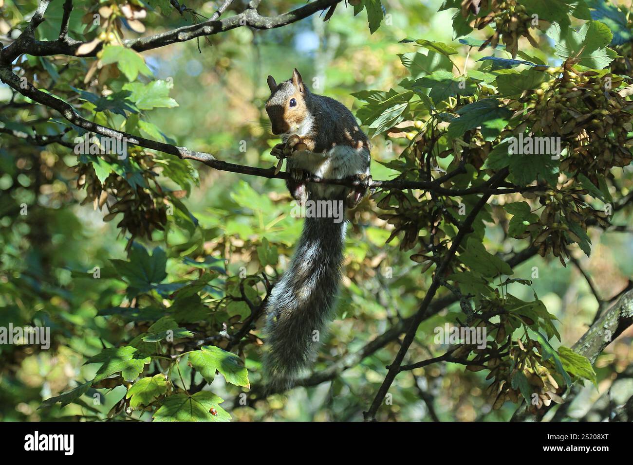 Scoiattolo grigio (Sciurus carolinensis), Bath, Somerset, Inghilterra, Gran Bretagna, Regno Unito, Europa Foto Stock