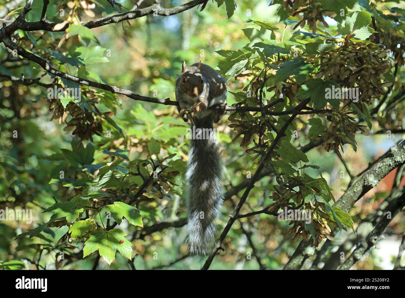 Scoiattolo grigio (Sciurus carolinensis), Bath, Somerset, Inghilterra, Gran Bretagna, Regno Unito, Europa Foto Stock