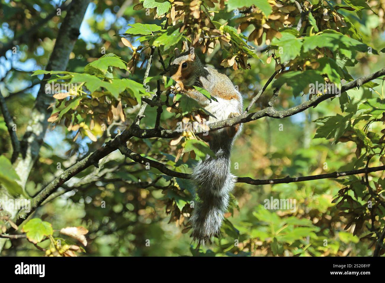 Scoiattolo grigio (Sciurus carolinensis), Bath, Somerset, Inghilterra, Gran Bretagna, Regno Unito, Europa Foto Stock