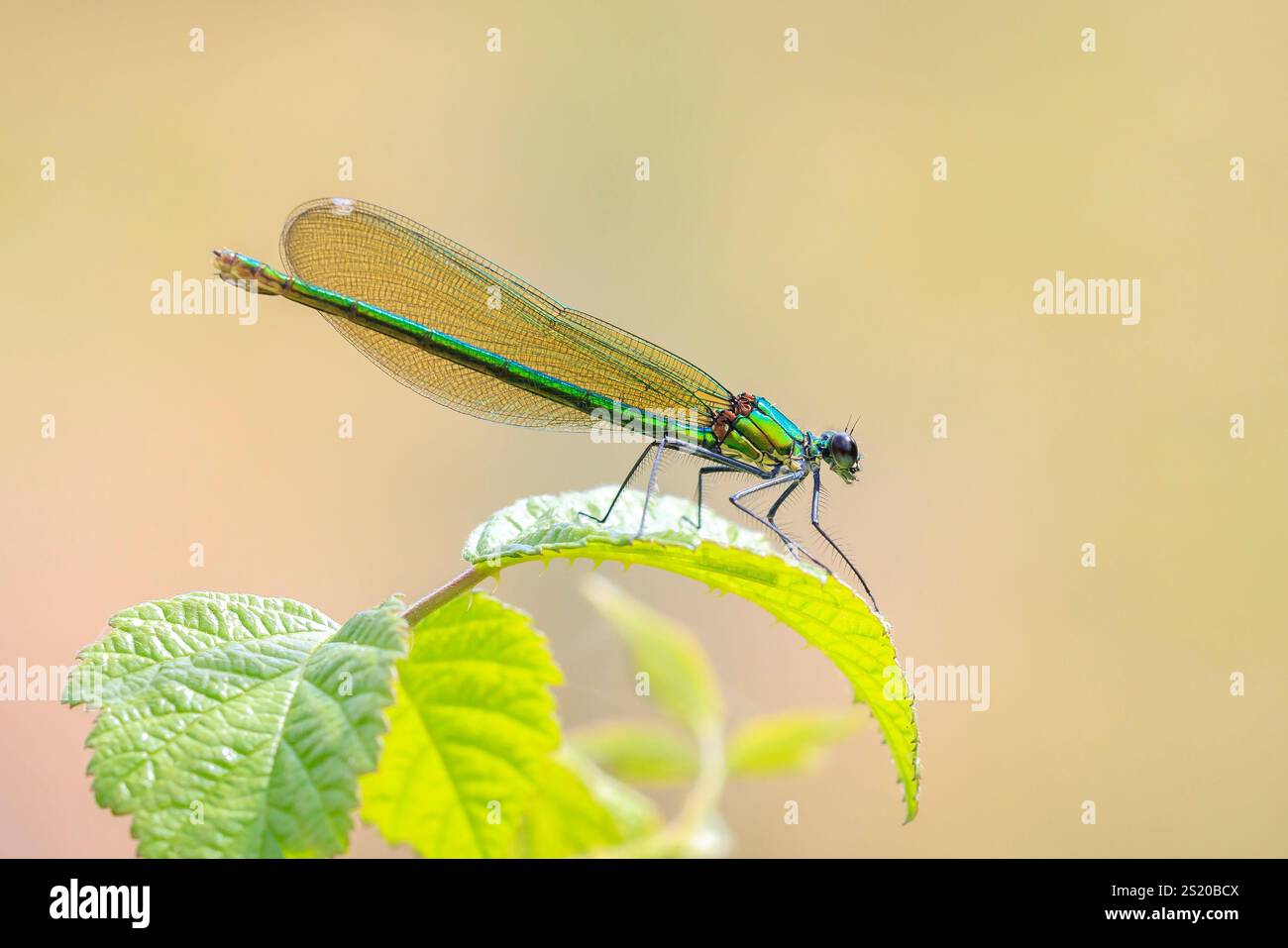 Primo piano di una bellissima demoiselle con bande Calopteryx splendente libellula o damigella che riposa su ortiche pungenti. Foto Stock