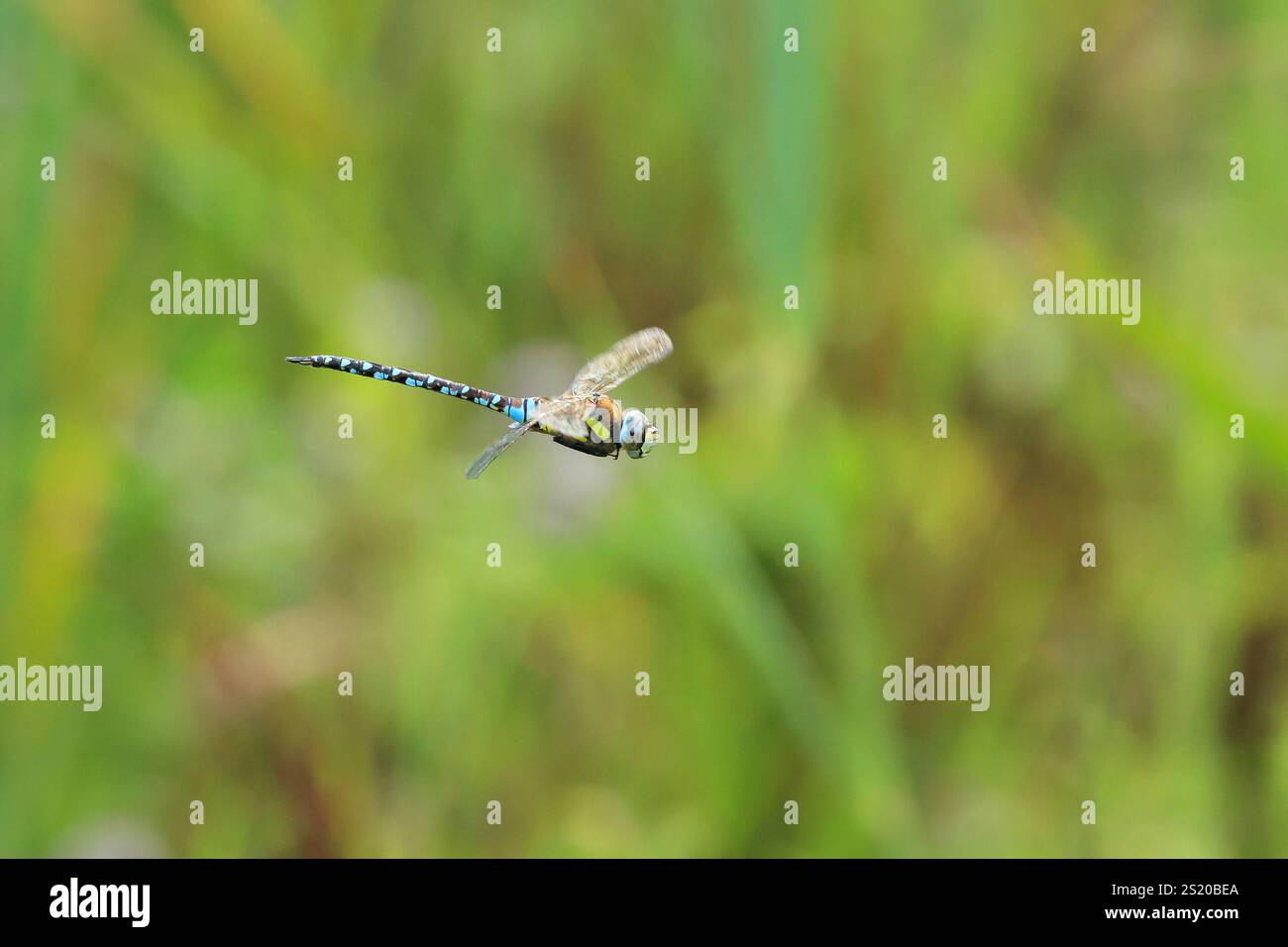 Migrant hawker, Aeshna mixta in volo la caccia su insetti su una soleggiata giornata estiva Foto Stock