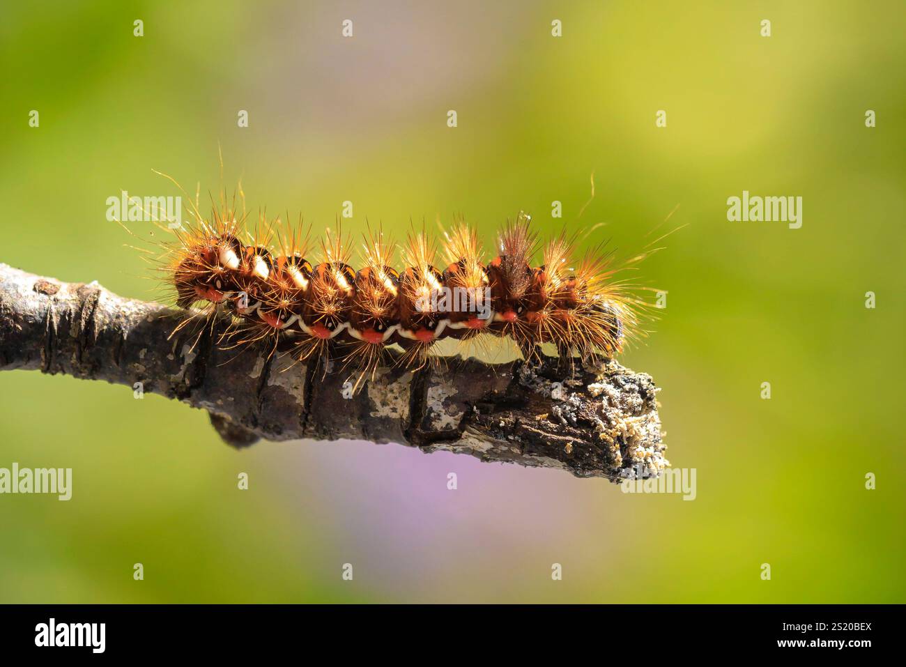 Primo piano di un bruco o larva di un Acronicta rumicis, la falena del nodo, che alimenta le foglie in natura. Foto Stock