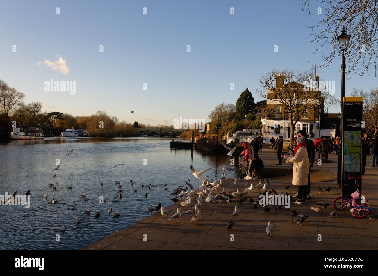 Dare da mangiare agli uccelli lungo il fiume a Richmon upon Thames, Londra, in un giorno di brigata in inverno. Foto Stock