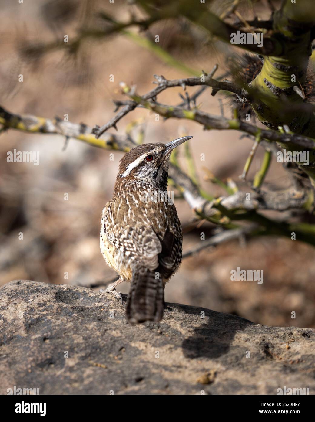 Cactus wren, un uccello che guarda indietro seduto su una roccia nel deserto Foto Stock