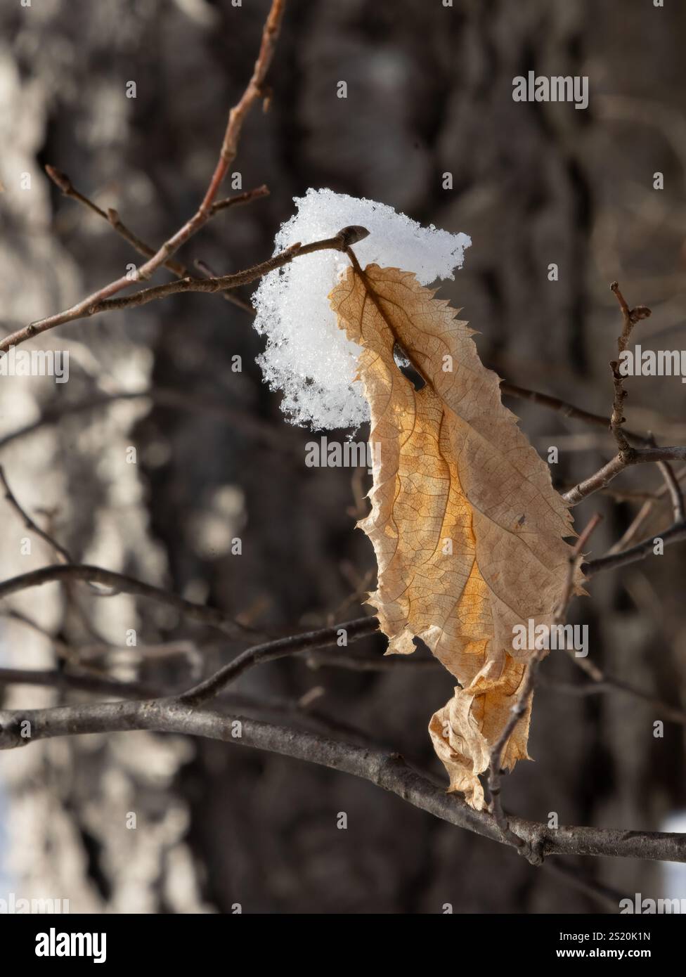 rami con foglie marroni secche ricoperte di neve Foto Stock