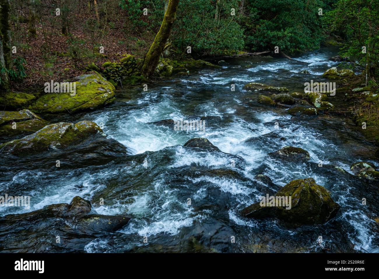 Le rocce di Mossy escono dalle rapide di Noland Creek nel parco nazionale delle Great Smoky Mountains Foto Stock
