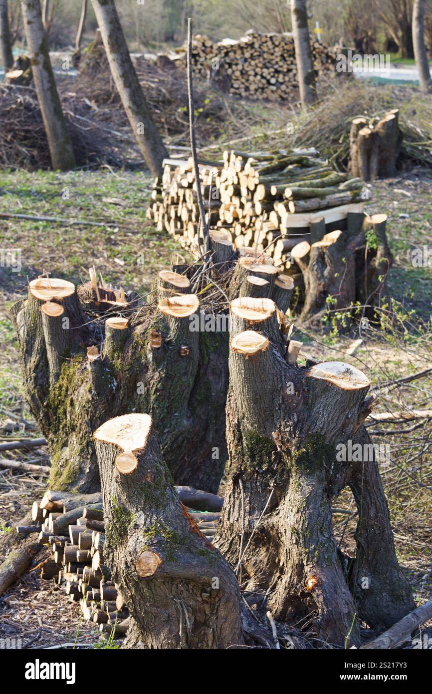 Molti alberi in una foresta sono stati potati. Cura della foresta Austria Foto Stock
