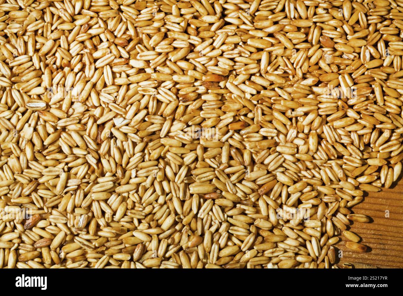 Cereali da avena. Rese per i cereali in agricoltura Austria Foto Stock