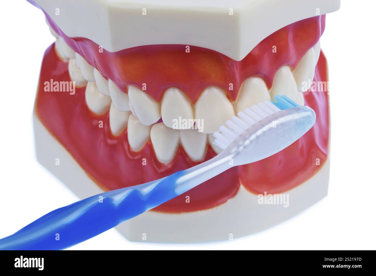 Un modello dentale con uno spazzolino da denti durante lo spazzolino. Spazzolando i denti si evita la decomposizione dei denti. Austria Foto Stock