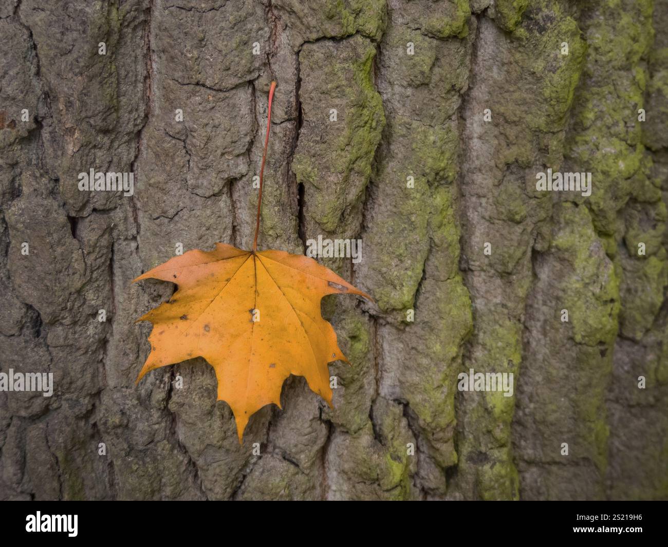Una foglia sulla corteccia di un albero in autunno. Colorato nella stagione Austria Foto Stock