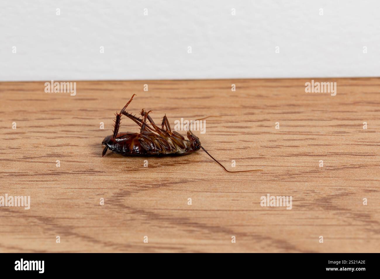 Scarafaggio orientale morto per terra. Controllo dei parassiti, infestazione di insetti e concetto di sicurezza alimentare. Foto Stock