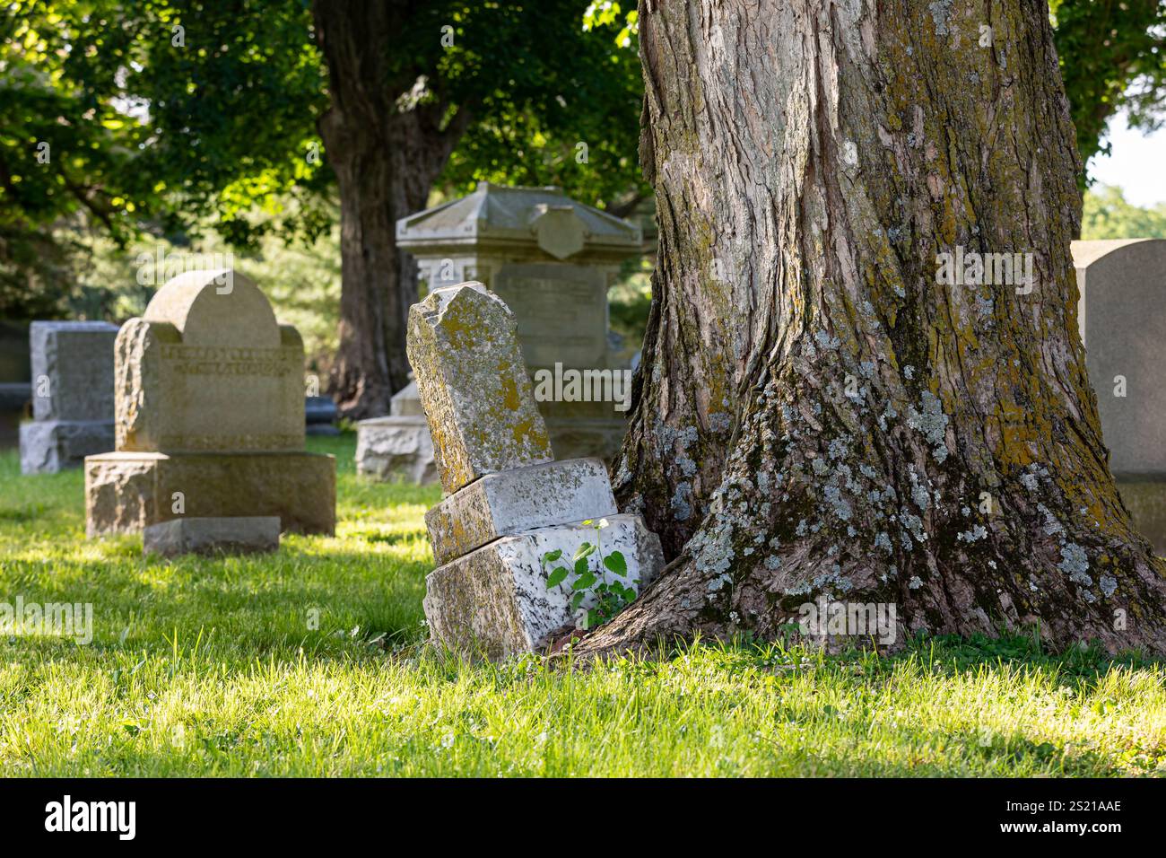 Lapide del cimitero danneggiata dall'albero. Manutenzione del cimitero, atti vandalici gravi e concetto di cura perpetua. Foto Stock