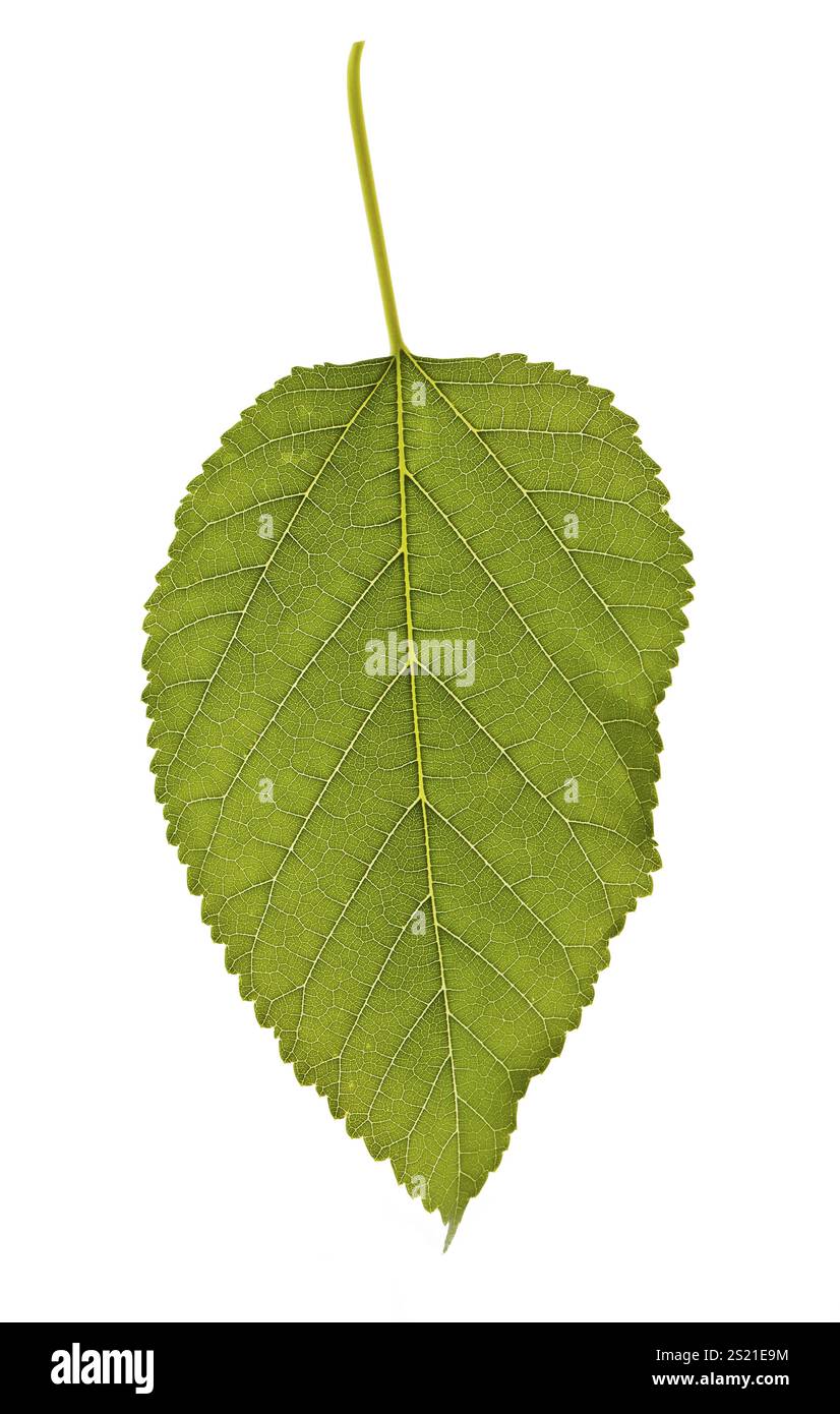 Le vene di una foglia verde in un'Austria ravvicinata Foto Stock