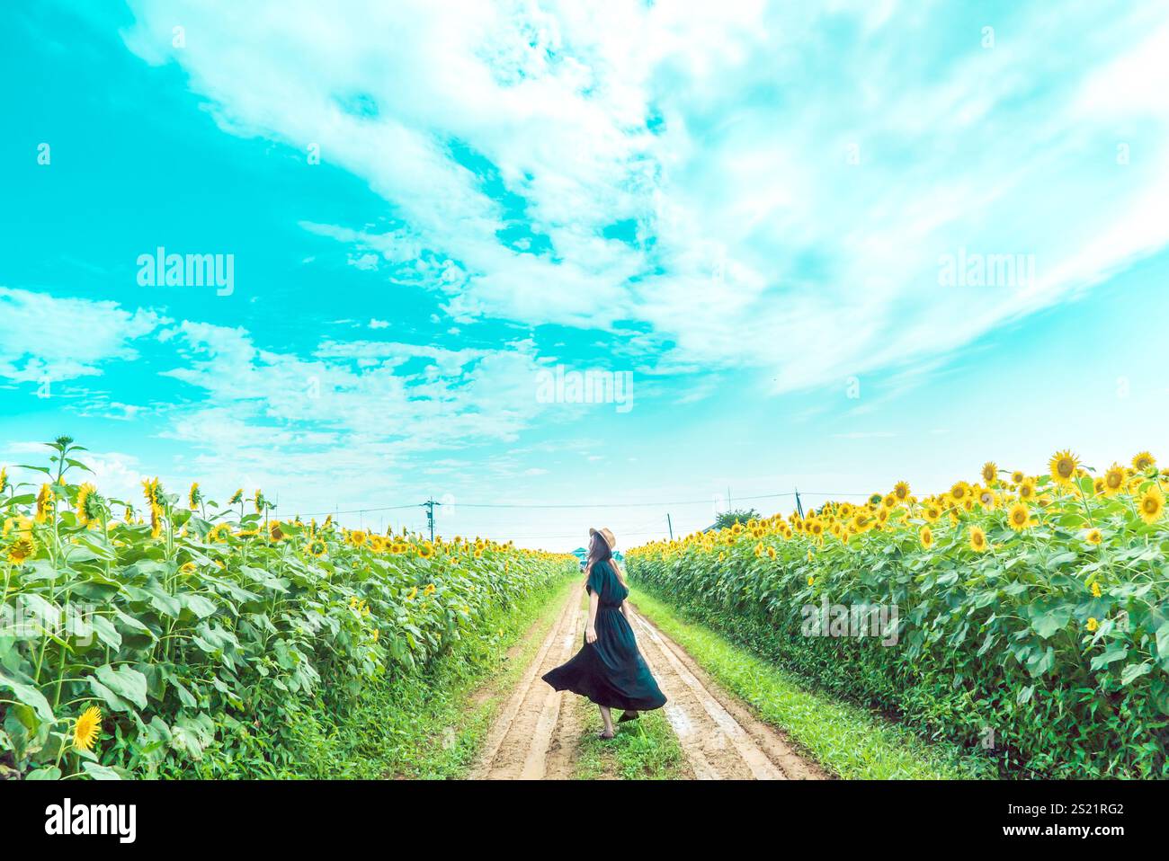 La donna nel campo di girasoli Foto Stock