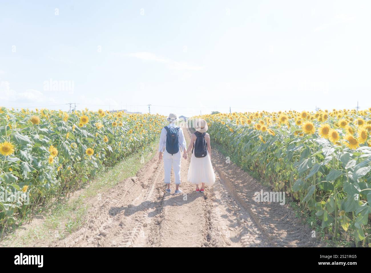 Campo di girasole e coppia Foto Stock