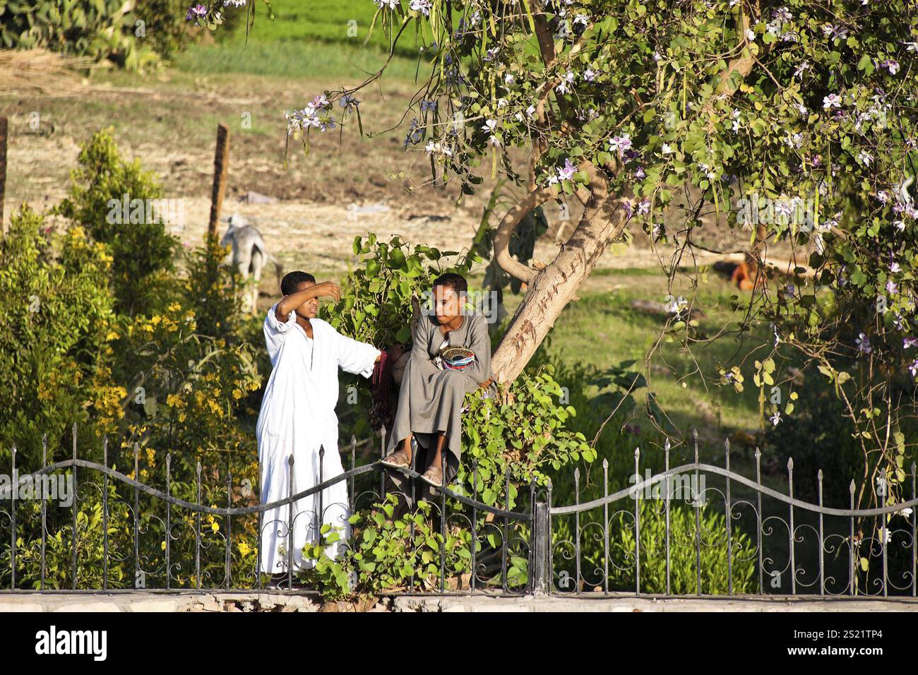 La vita di tutti i giorni in Egitto. Austria Foto Stock