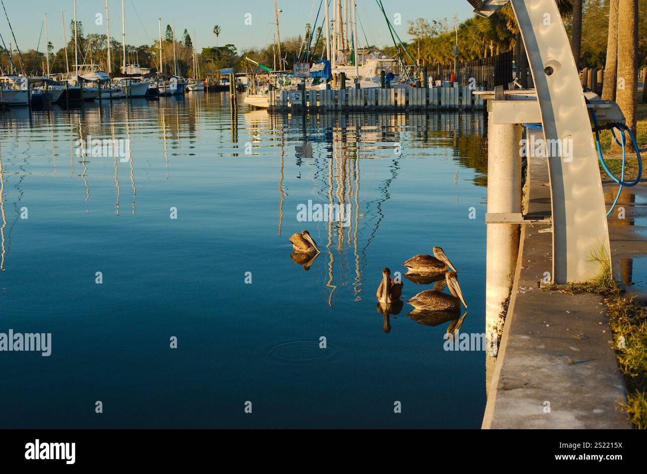 Vista su quattro pellicani marroni isolati in acque calme e piane. Barche, alberi e uccelli. Orizzontale che guarda all'acqua della baia marina. Accanto alla pulizia dei pesci stat Foto Stock