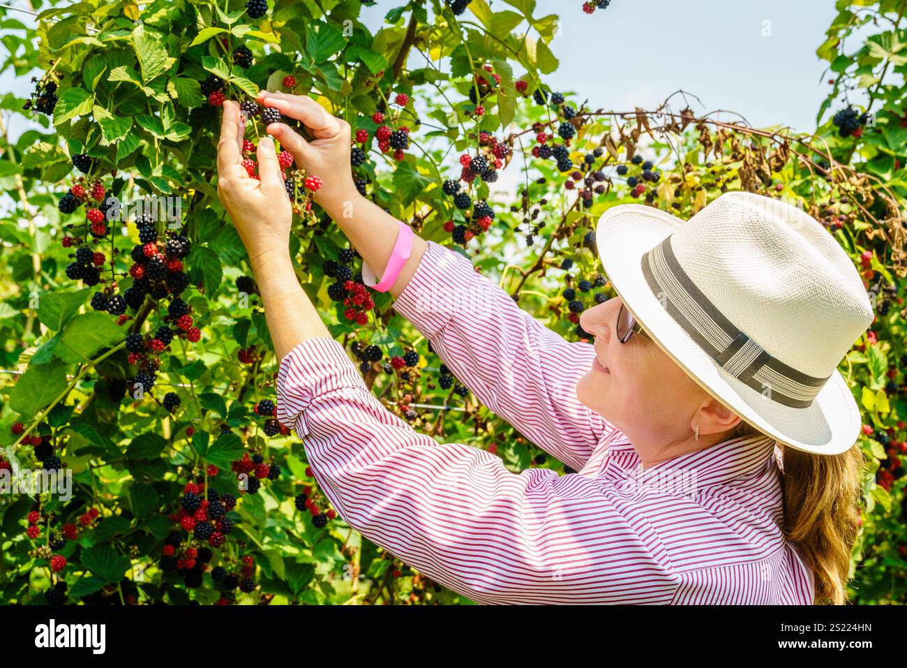 Una donna sta raccogliendo delle more in un frutteto nel Kentucky centrale Foto Stock