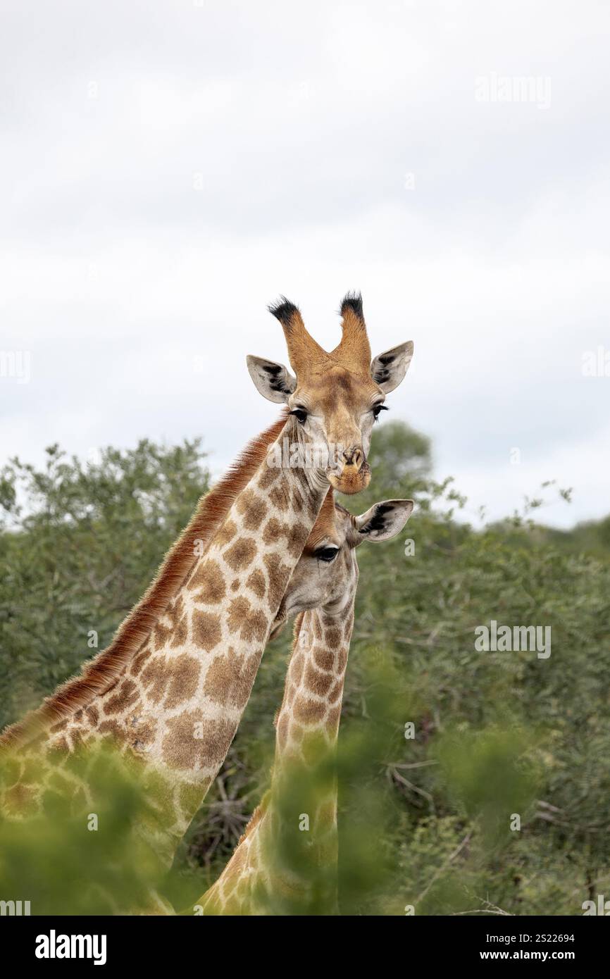 Un bel paio di giraffe tra un fogliame verde di cespugli. Amore, coppia di famiglie, animali selvatici. Safari in Sud Africa Foto Stock