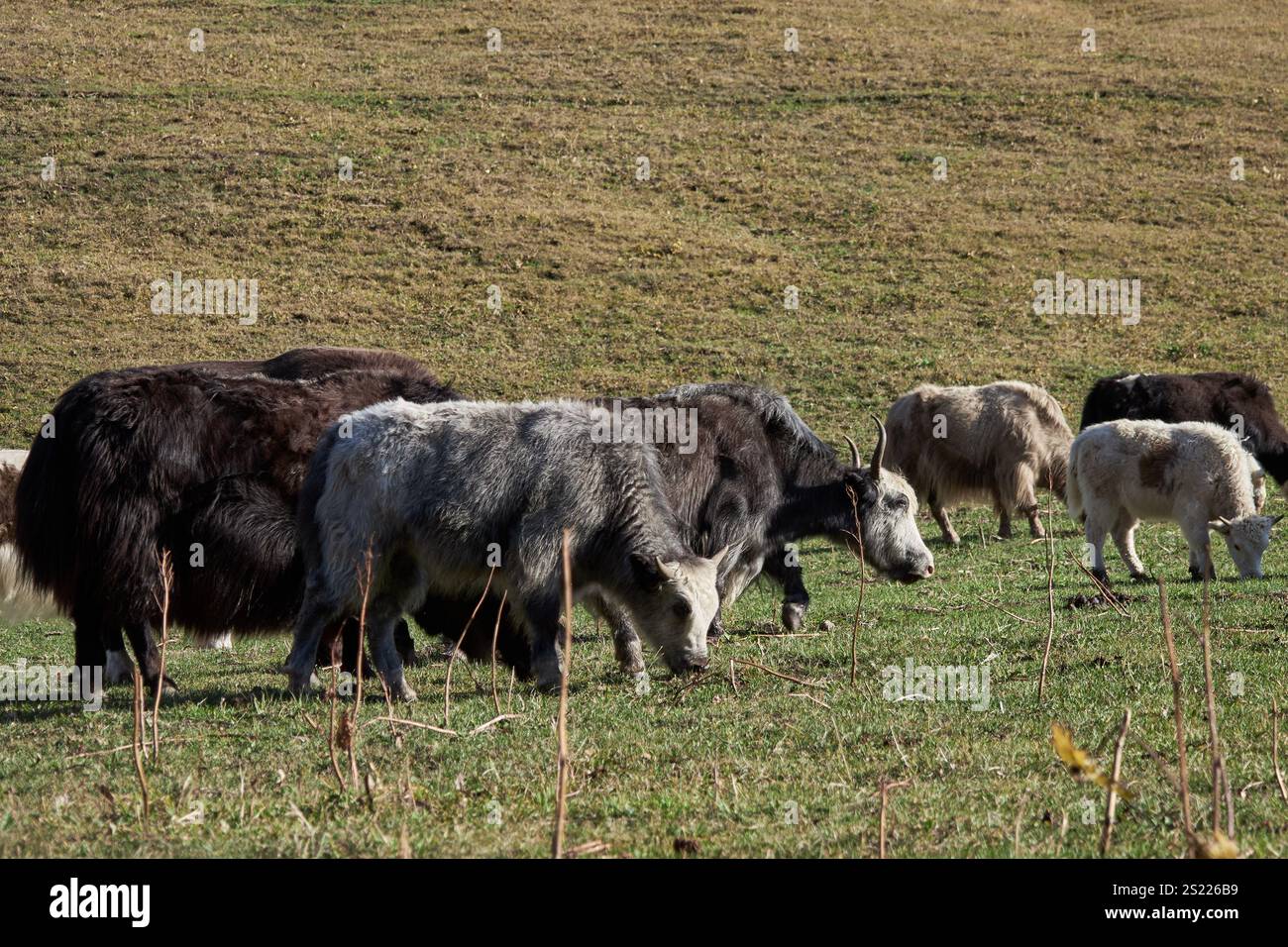 Una mandria di yak che pascolano in un prato, all'aperto senza pastore. Animali del Kirghizistan, giorno d'autunno. Foto Stock