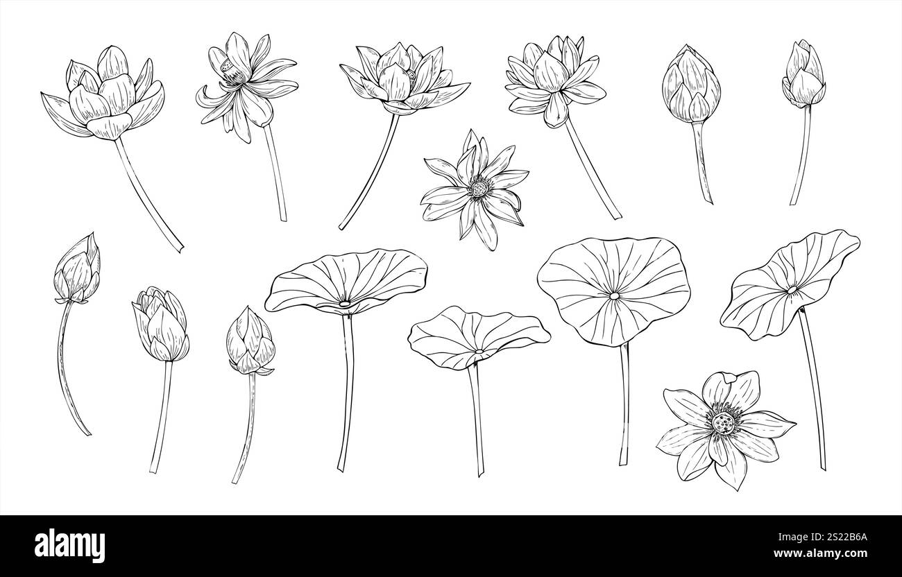 Loto monocromatico con fiori, gemme e foglie clip art. Delicato vettore di giglio d'acqua in fiore disegno a mano con inchiostri neri. Set floreale Illustrazione Vettoriale
