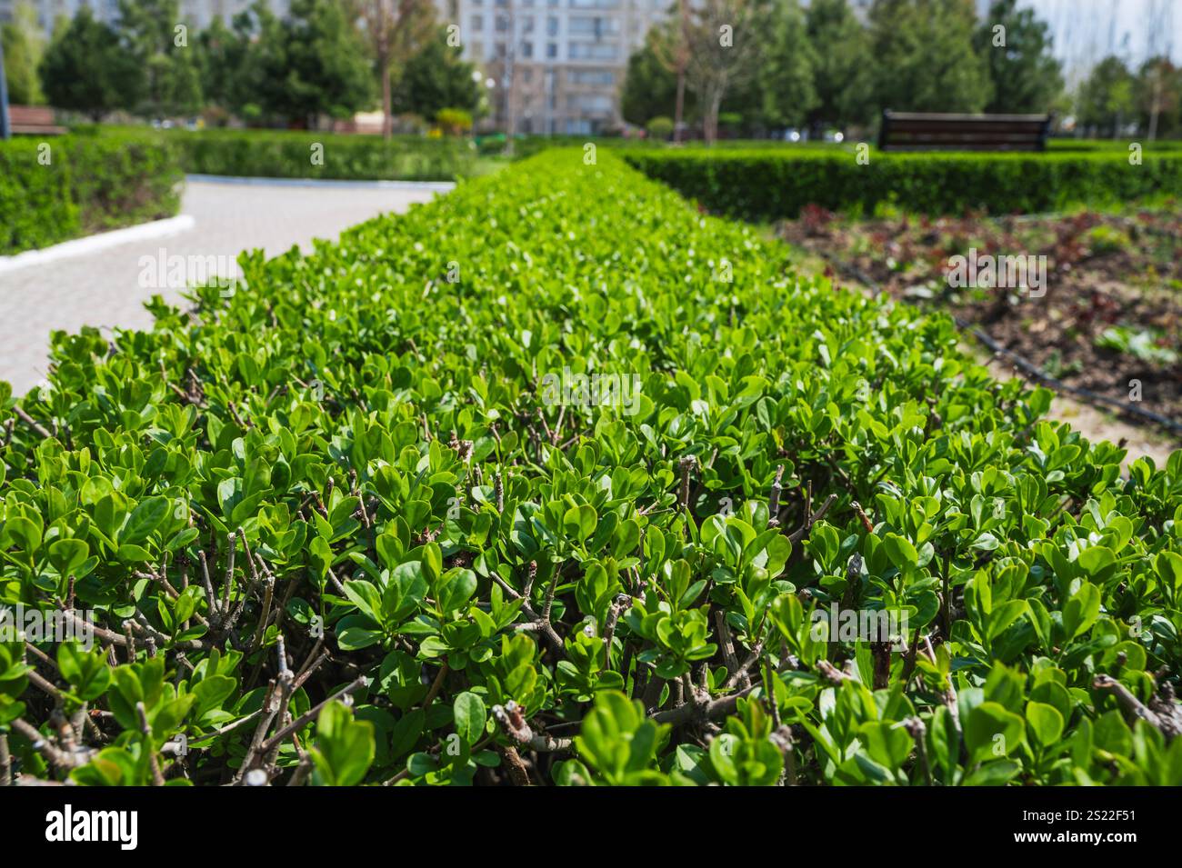 recinzione da giardino, foglie verdi di privet selvaggio sullo sfondo di un parco naturale. Foto Stock