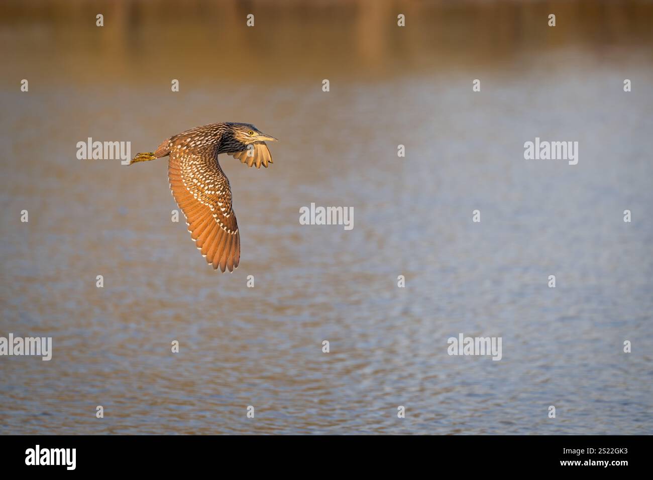 Un Heron notturno immaturo di Nankeen (Rufous) vola volando languidamente verso i suoi terreni di caccia mentre il sole tramonta lentamente su una pozza d'acqua nel Queensland settentrionale. Foto Stock