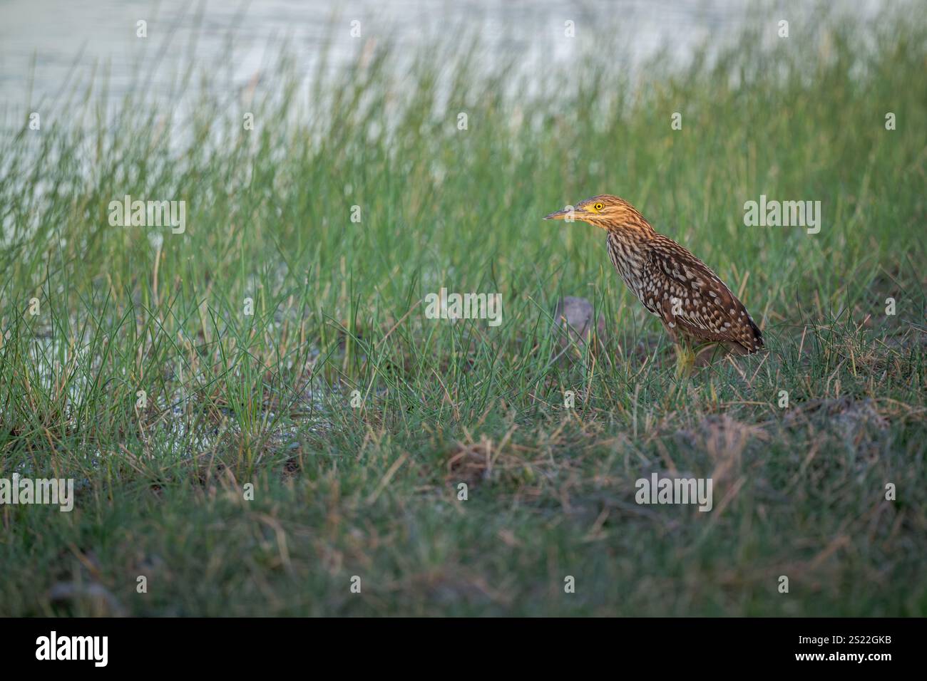 Un unico esemplare di Nankeen (Rufous) Night Heron è arroccato su una delle zone di caccia preferite su un billabong nel tardo pomeriggio mentre il sole tramonta. Foto Stock