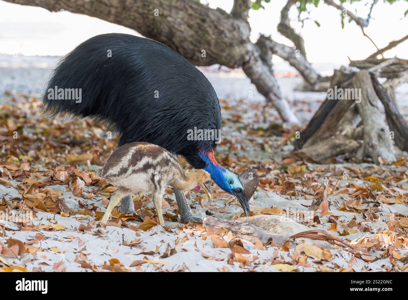 Un cassowary maschile e un pulcino giovane si spostano su una spiaggia nella parte settentrionale tropicale del Queensland, dove si possono trovare frutta e cibo nella foresta caduti lasciati dai turisti. Foto Stock