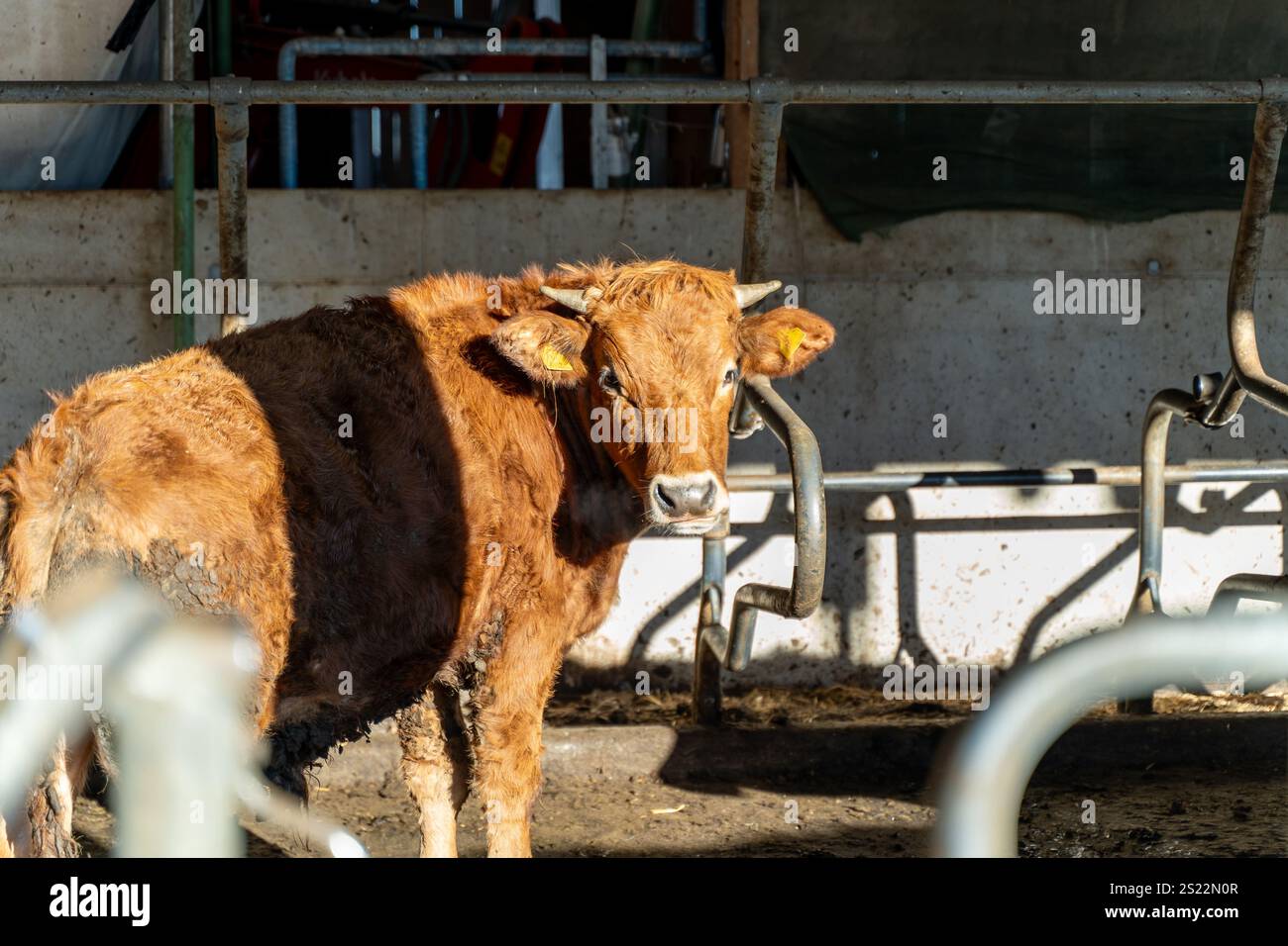 fattoria,mucca,bestiame,bestiame,luce solare,allevamento,mammifero,manzo,corna,bruno,fienile,agricoltura,animale,rurale,domestico,latteria,bovino,rustico,vita agricola,stabile Foto Stock