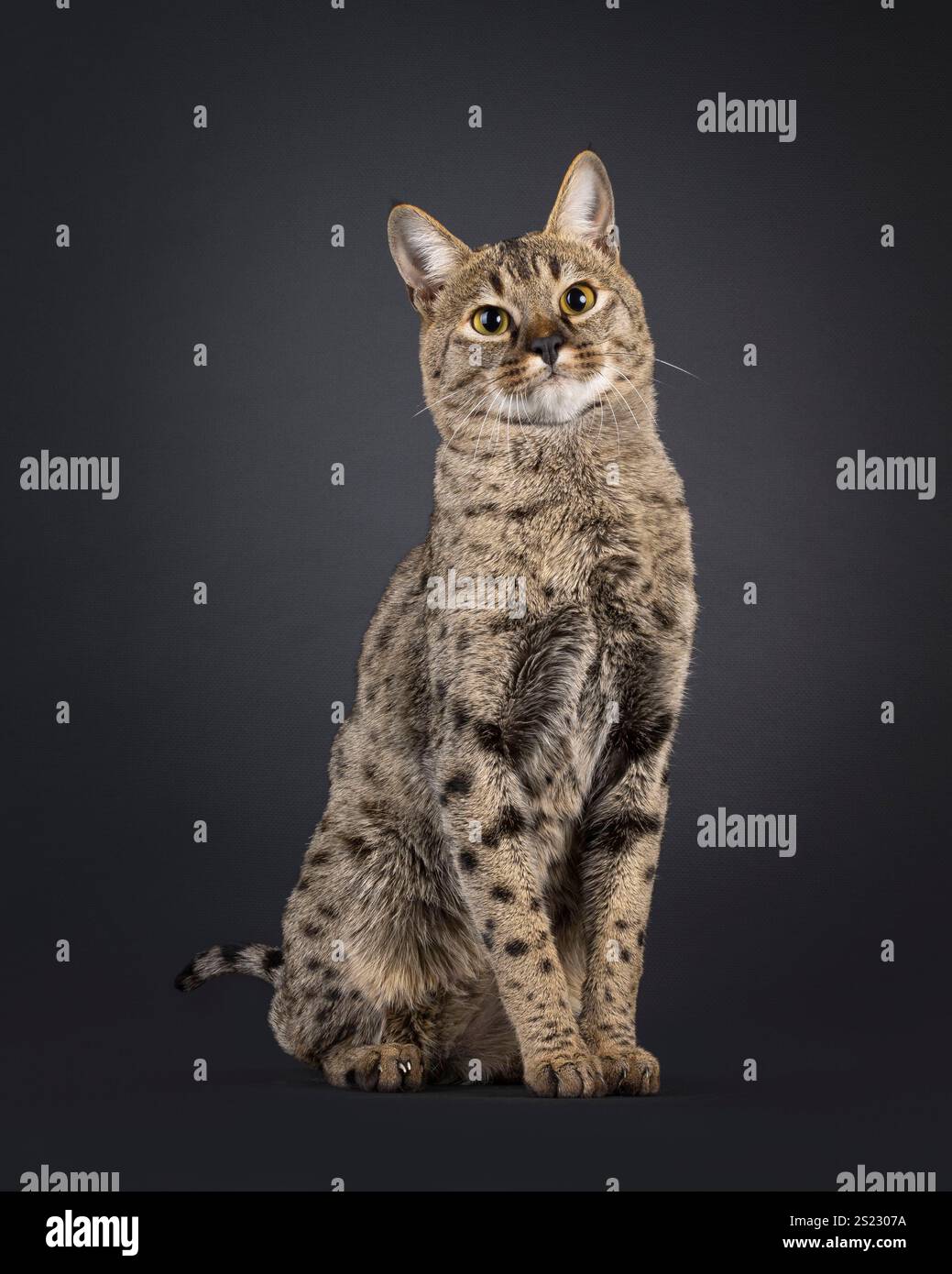 Gatto di Savannah maculato maschio, seduto elegante. Guardando accanto alla telecamera. Isolato su sfondo nero. Foto Stock