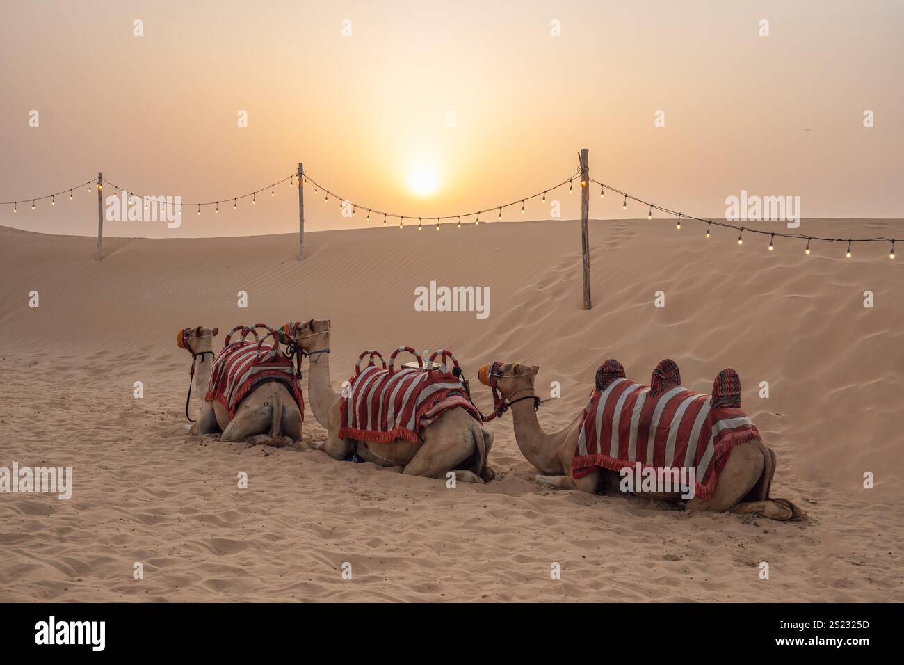 tre cammelli che riposano nel deserto al tramonto Foto Stock