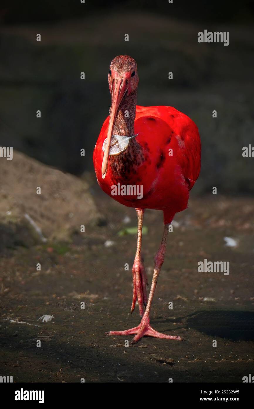 Primo piano dell'ibis scarlatto di uccello rosso, attenzione selettiva. Foto Stock