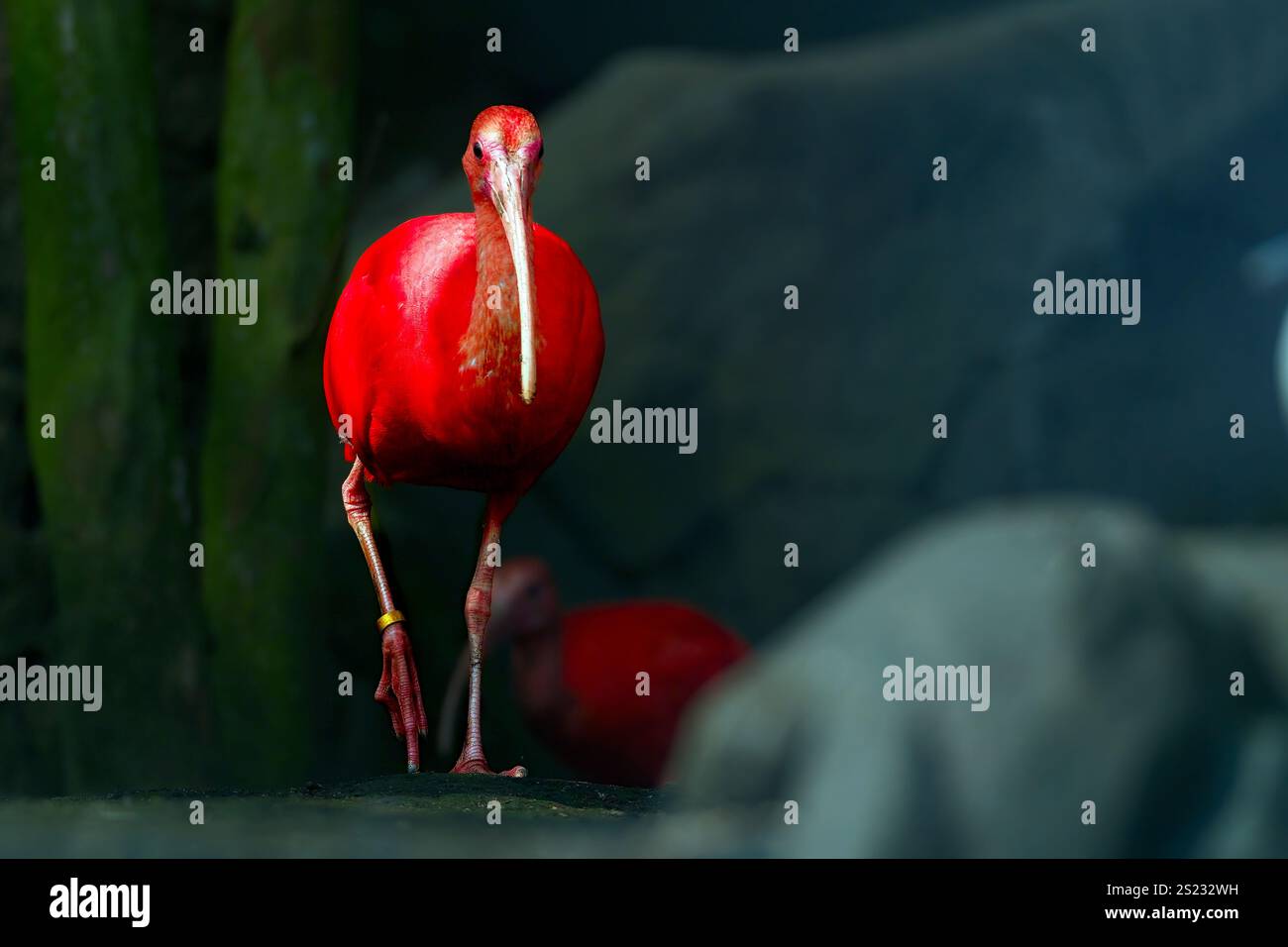 Primo piano dell'ibis scarlatto di uccello rosso, attenzione selettiva. Foto Stock