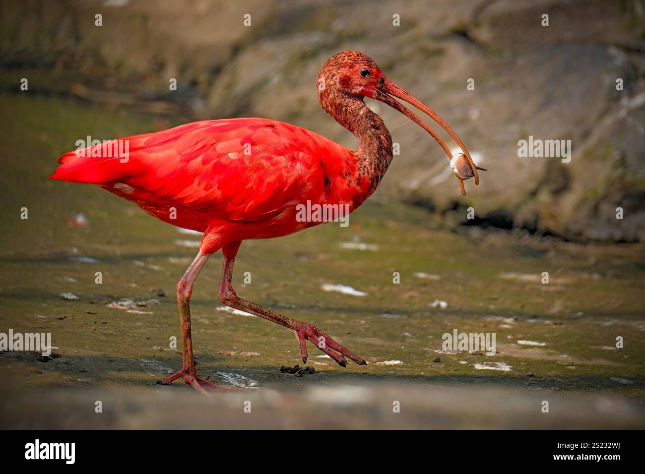 Primo piano dell'ibis scarlatto di uccello rosso, attenzione selettiva. Foto Stock
