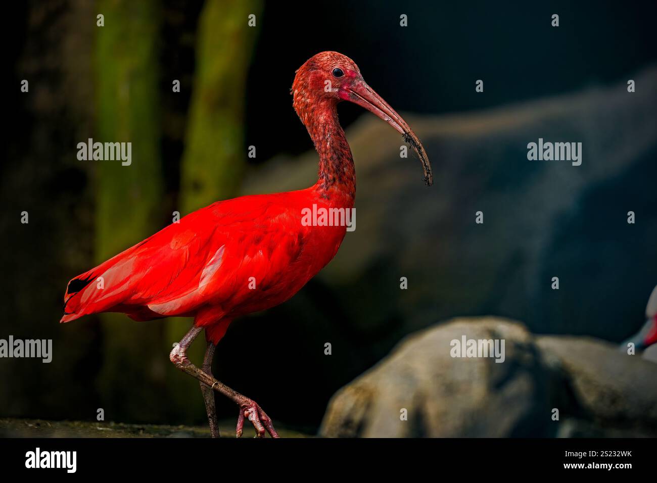 Primo piano dell'ibis scarlatto di uccello rosso, attenzione selettiva. Foto Stock