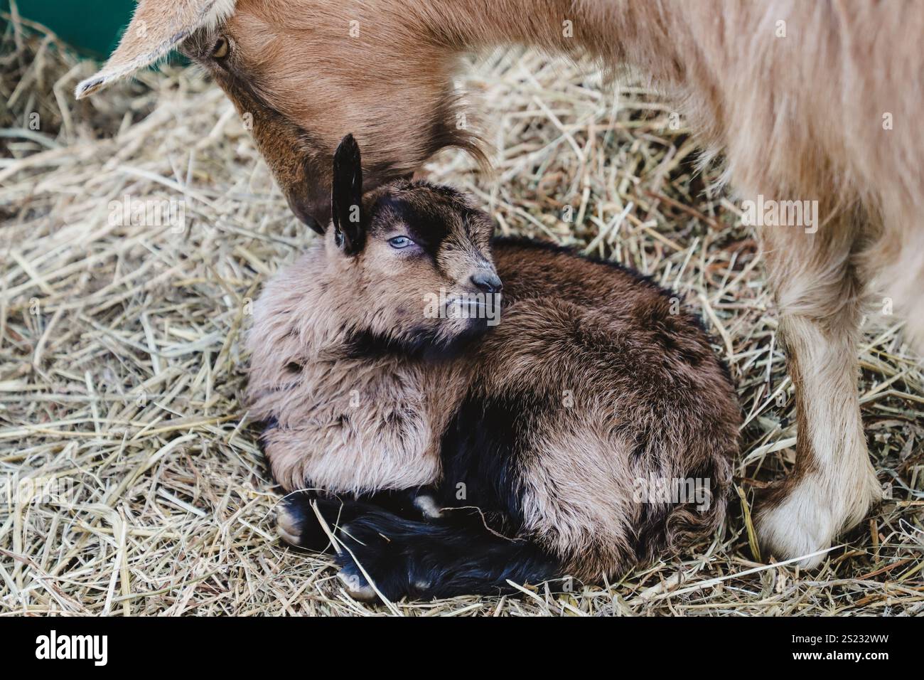 Madre capra che si prende cura del suo bambino Foto Stock